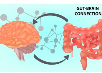 What Is The Gut-Brain Connection? - Life First