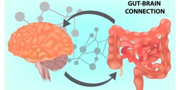 What Is The Gut-Brain Connection? - Life First