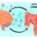 What Is The Gut-Brain Connection? - Life First